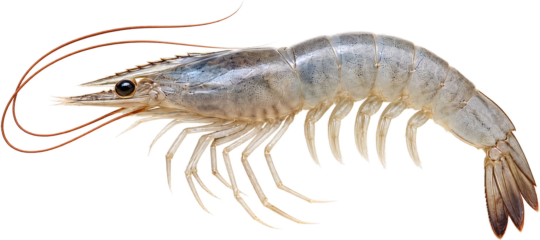 Shrimp aquaculture